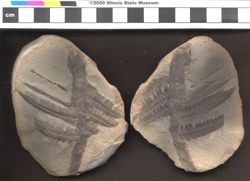 Small image of specimen