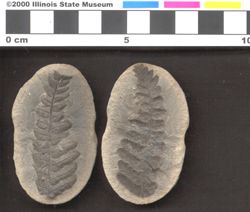 Small image of specimen