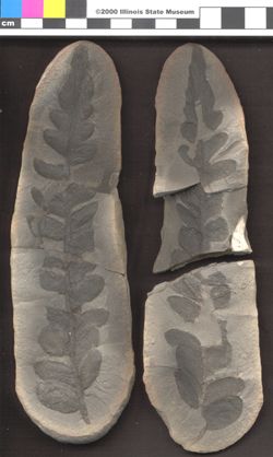 Small image of specimen