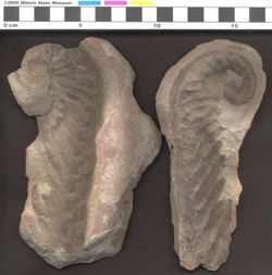 Small image of specimen