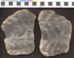 Small image of specimen
