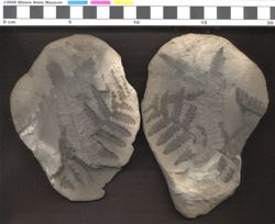 Small image of specimen