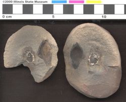 Small image of specimen