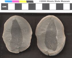 Small image of specimen