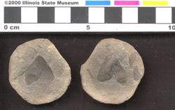 Small image of specimen