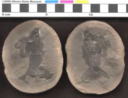 Small image of specimen