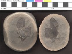 Small image of specimen