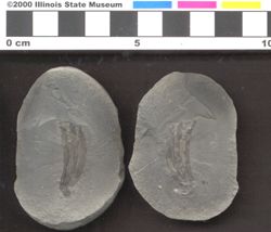 Small image of specimen