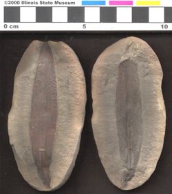 Small image of specimen