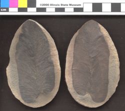 Small image of specimen