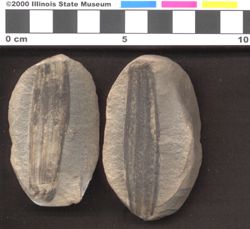 Small image of specimen