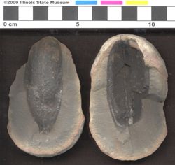 Small image of specimen