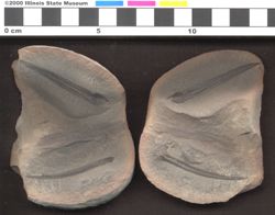 Small image of specimen