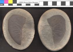 Small image of specimen