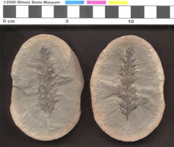 Small image of specimen