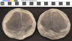 Small image of specimen