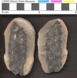 Small image of specimen
