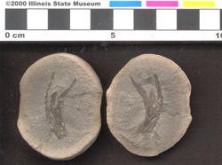Small image of specimen