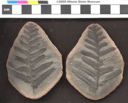 Small image of specimen