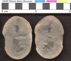 Small image of specimen