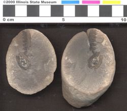 Small image of specimen