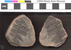Small image of specimen