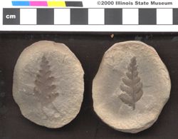 Small image of specimen