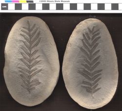 Small image of specimen