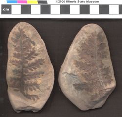 Small image of specimen