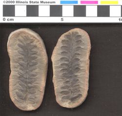 Small image of specimen