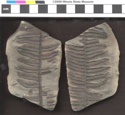 Small image of specimen