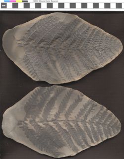 Small image of specimen
