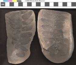 Small image of specimen