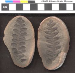 Small image of specimen