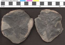 Small image of specimen