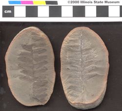 Small image of specimen