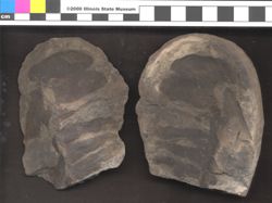 Small image of specimen