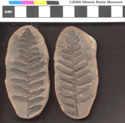 Small image of specimen