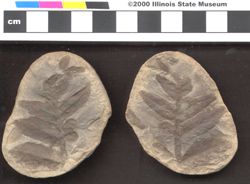 Small image of specimen