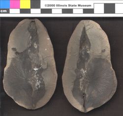 Small image of specimen