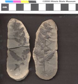 Small image of specimen