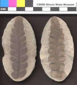 Small image of specimen