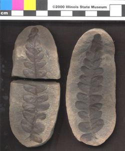 Small image of specimen