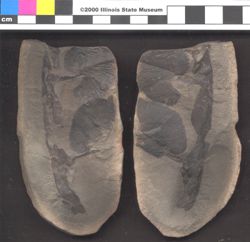 Small image of specimen
