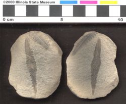 Small image of specimen