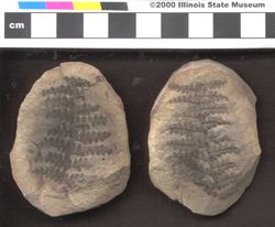 Small image of specimen