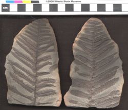 Small image of specimen