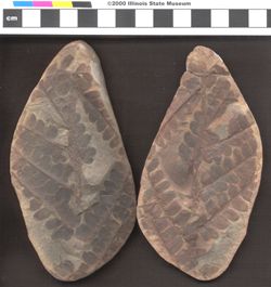 Small image of specimen