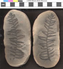 Small image of specimen