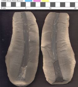 Small image of specimen